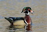 Wood Duck